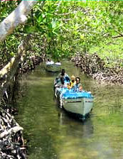 Roatan Mangrove Tour